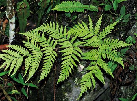 蕨 類 植物 代表 品種|蕨類植物品種詳解：種類、特徵和生長環境 